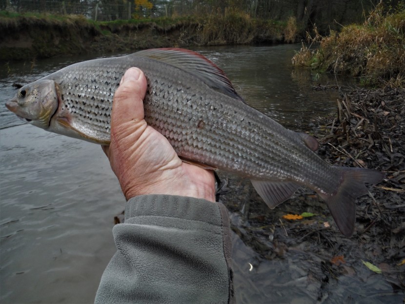 Eyton grayling